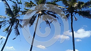 coconut trees in the area of Ã¢â¬â¹Ã¢â¬â¹Tabanan Blimbing village photo